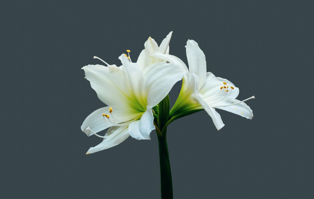 L&rsquo;amaryllis fleur blanche : un choix parfait pour égayer votre intérieur